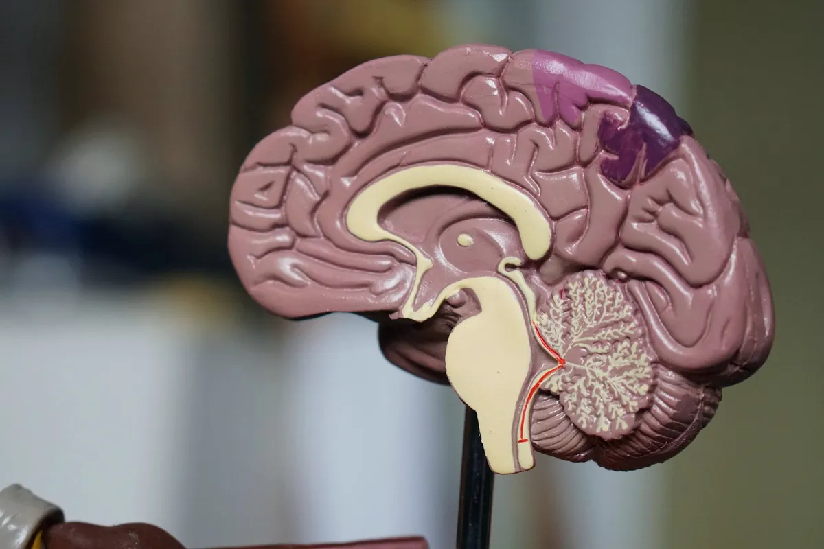 Modèle anatomique d'un cerveau coupé en deux, posé sur une tige