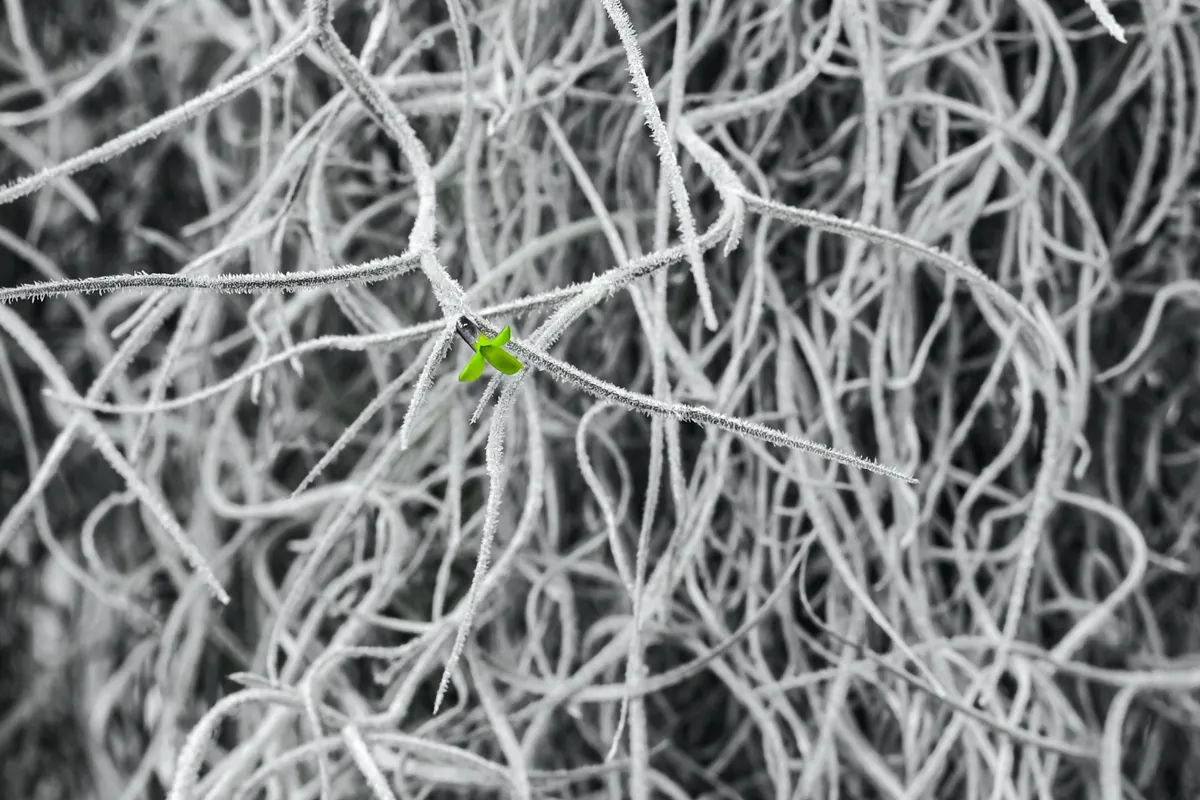 Une petite pousse verte au milieu d'un enchevêtrement de filaments blancs